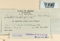 Puccinia sparganioides image