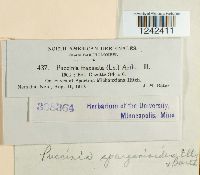 Puccinia sparganioides image