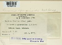 Puccinia sparganioides image