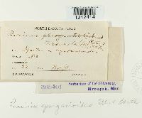 Puccinia sparganioides image