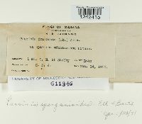 Puccinia sparganioides image