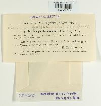 Puccinia sparganioides image