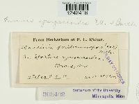 Puccinia sparganioides image