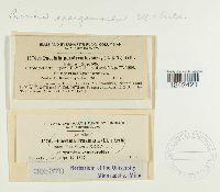 Puccinia sparganioides image