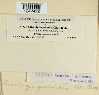 Puccinia sparganioides image