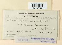 Puccinia sparganioides image