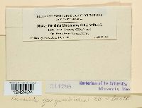 Puccinia sparganioides image