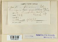 Puccinia sparganioides image