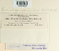 Puccinia sparganioides image