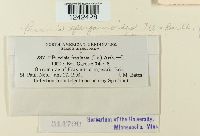 Puccinia sparganioides image