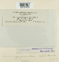 Puccinia sparganioides image