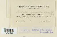 Puccinia sparganioides image