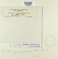 Puccinia sparganioides image