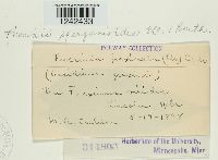 Puccinia sparganioides image