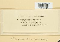 Puccinia sparganioides image