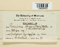 Puccinia stipae image