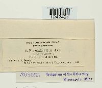 Puccinia stipae image