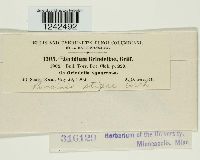 Puccinia stipae image