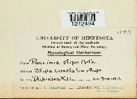 Puccinia stipae image