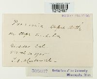 Puccinia stipae image