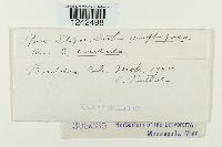 Puccinia stipae image