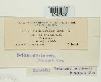 Puccinia stipae image