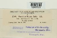 Puccinia stipae image