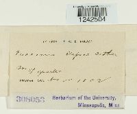 Puccinia stipae image