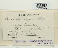 Puccinia stipae image