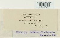 Puccinia stipae image