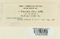 Puccinia stipae image