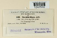 Puccinia stipae image