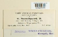 Puccinia stipae image