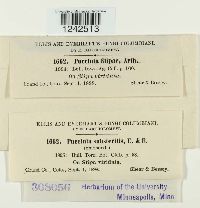 Puccinia stipae image