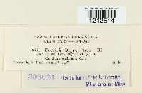 Puccinia stipae image