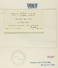 Puccinia stipae image