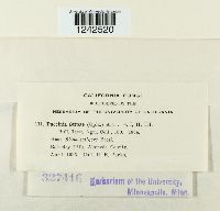 Puccinia stipae image