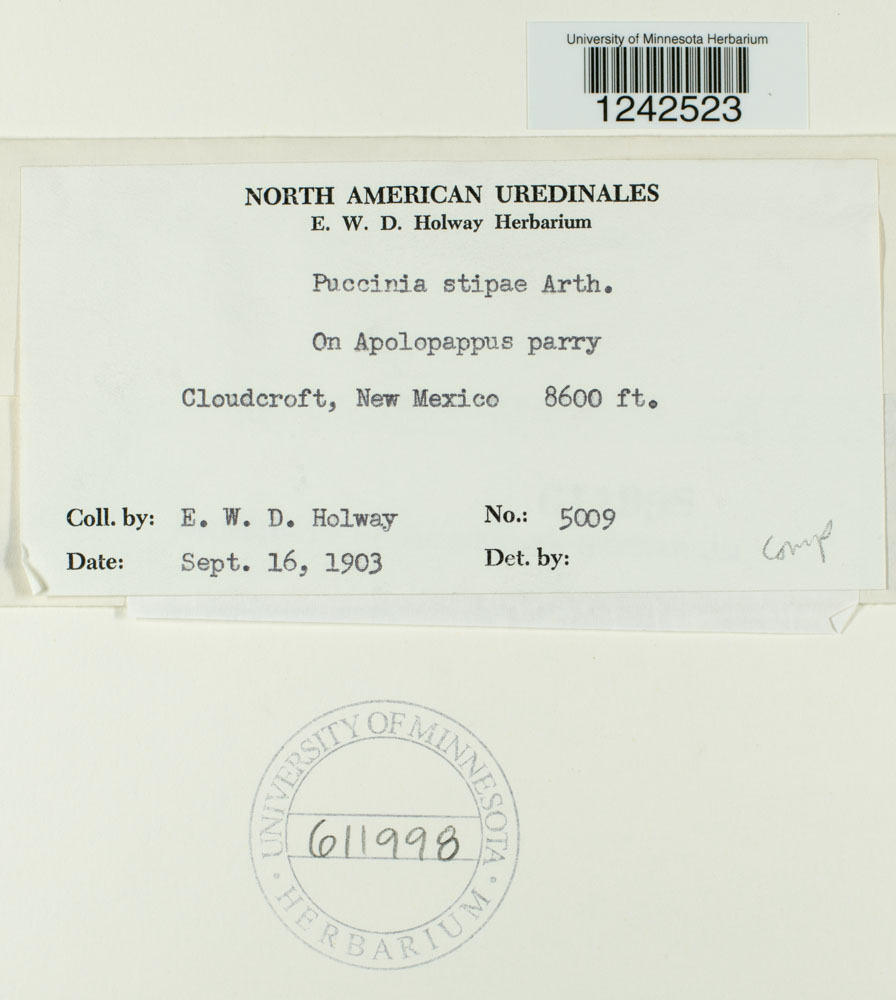 Puccinia stipae image