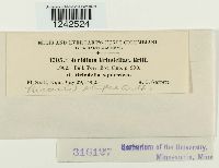 Puccinia stipae image