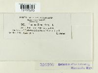 Puccinia stipae image