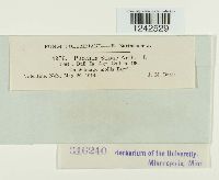 Puccinia stipae image