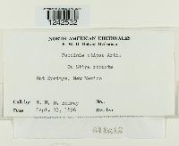 Puccinia stipae image