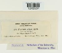 Puccinia stipae image