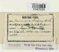 Puccinia stipae image