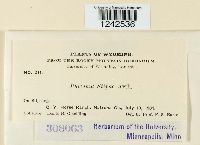 Puccinia stipae image