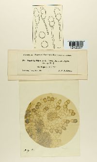 Puccinia stipae image