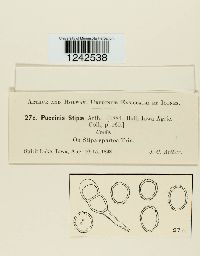Puccinia stipae image