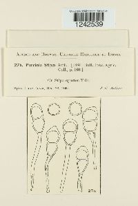 Puccinia stipae image
