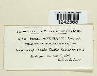 Puccinia punctiformis image