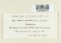 Puccinia punctiformis image